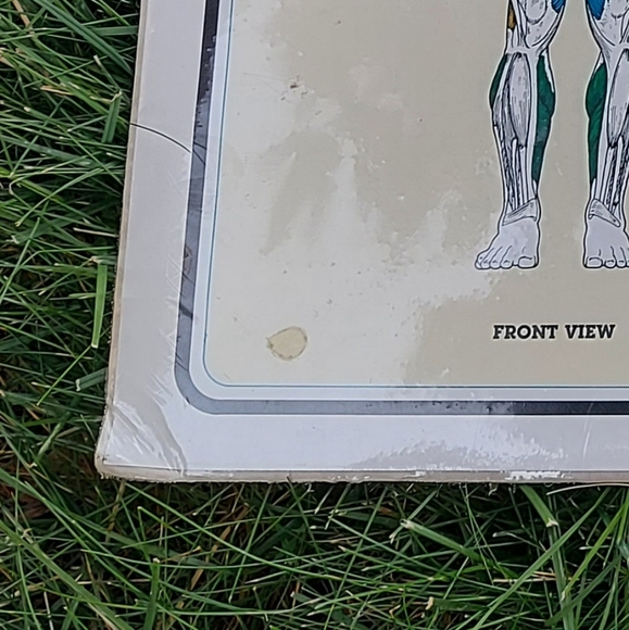 1984 Vintage Bruce Algra Exercise and Muscle Guide Workout Fitness Chart Series - Picture 3 of 6